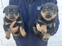 Erkek ve dişi Macar rottweiler