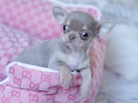 Xs Dişi Erkek Safkan Chihuahua Yavrularımız