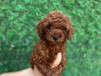 50 günlük ERKEK POODLE