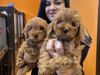 Ufacık Toy Poodle Yavrularım