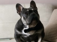 LOGAN BLUE AND TAN AUAD ERKEK FRENCH BULLDOG