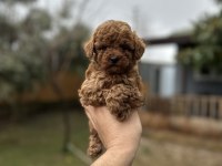 Sağlık ve ırk garantili toy Poodle yavrularımız 