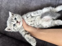 Cins Kedimizin İlanı
