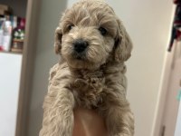Toy poodle yavrularımız