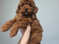 Toy poodle yavrular
