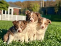A Kalite Muhteşem Border Collie Yavruları 