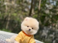 Tatlı Pomeranian Yavrularımız
