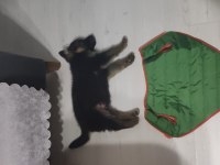 Alman kurdu baba ve oğlu ikisi de sahiplendirilecek