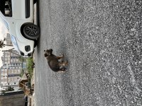 Belçika kurdu köpeğimiz sahiplendirilecek
