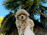 A Kalite Toy Poodle Yavrularımız Mevcut