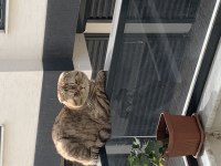 Scottish fold whiskas cinsli kedimiz