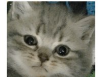 Daha tatlısı british shorthair yok 2 nisan doğumlu dişi