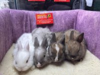 CÜCE NETHERLAND DWARF TAVŞANLAR