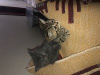 Minik scottish fold kuzularımız sahiplendirilecektir