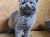 British shorthair 2 aylık bebek erkek