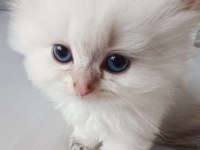 Orjinal British longhair yavrular