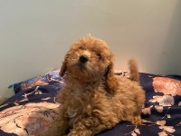 Toy poodle dişi