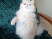 Şecereli safkan dişi british longhair