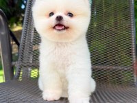 Irk Ve Sağlık Garantili Pomeranian Boo Bebekler