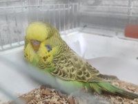 Yeni yeme düşen erkek yavru show jumbo muhabbet kuşu