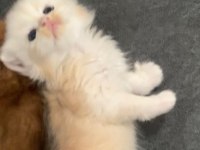 British longhair 35 günlük