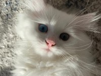 British longhair