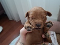 Fırsat Yavruları Bebek Yüzlü Maltipoo Poodle Ayarında