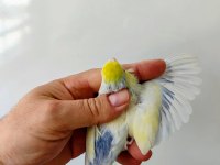 Forpus papağanı damızlık takım