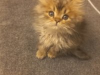 Golden Long yavrumuz teslime hazır british longhair