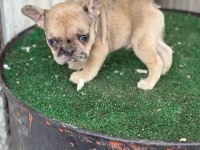FRANSIZ BULLDOG KÖPEĞİMİZ