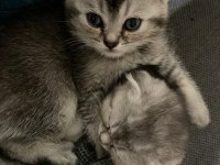 A kalite scottish fold ve british shorthair yavrular