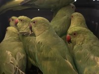 Bebek Pakistan Papağanlar