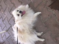 Acil sahiplenme spitz