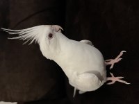 Albino Erkek 1,5 Yaşında Sultan Papağanı