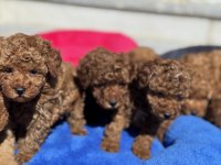 Ankarada ziyarete açık 10 adet toy poodle yavrularımız
