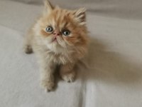 SAFKAN İRAN KEDİSİ YAVRULARI 0 BURUN