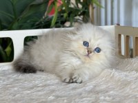 Cüce Büyümeyen Kısa Bacaklı Munchkin Fold Safkan