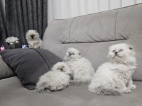 Üst kalitede scottish fold longhair kalıcı mavi gözlü