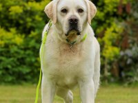 Şecereli Safkan Labrador retriever yavruları