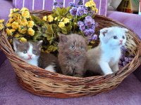 Bicolor british shorthair yavrular rezerveye açık