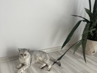 Milanın Yeni Ailesi Kedimiz