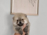 Pomeranian Boo Erkek Ve Dişi Yavrularımız