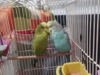 Jumbo ve show muhabbet kuşu toplu herşeyi ile verilicektir