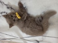 Oyuncu safkan dişi ve erkek tatlı oyuncu british shorthair
