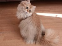 British longhair lilak golden erkek sevimli cana yakın
