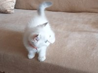 Acil sahiplendirme kedi