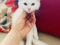 scottish fold bebek