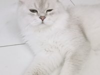 British longhair bal yavrumuza yuva arıyoruz