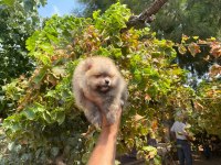 Pomeranian boo erkek