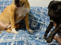 3 AYLIK SİYAH ERKEK PUG